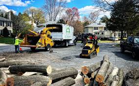 How Our Tree Care Process Works  in  Waynesburg, OH